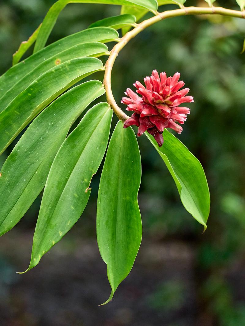 Costus barbatus, Kinabatangan river and Sukau Rainforest Lodge, Sabah, Malaysia