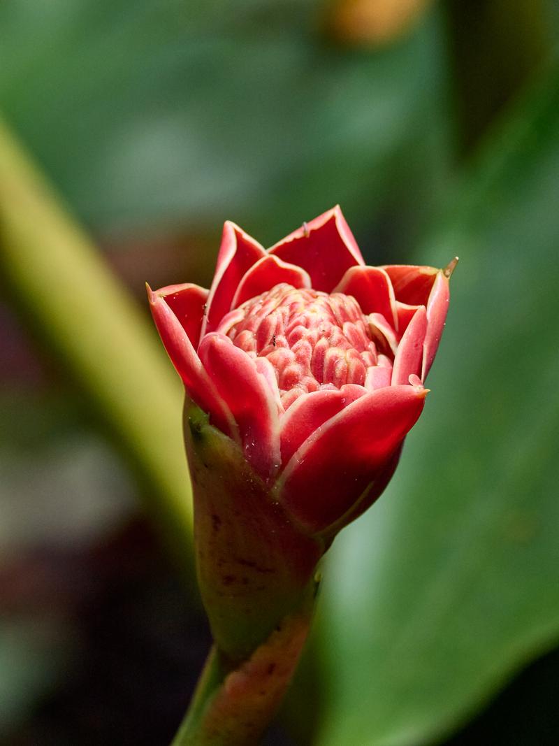 Etlingera, Kinabatangan river and Sukau Rainforest Lodge, Sabah, Malaysia