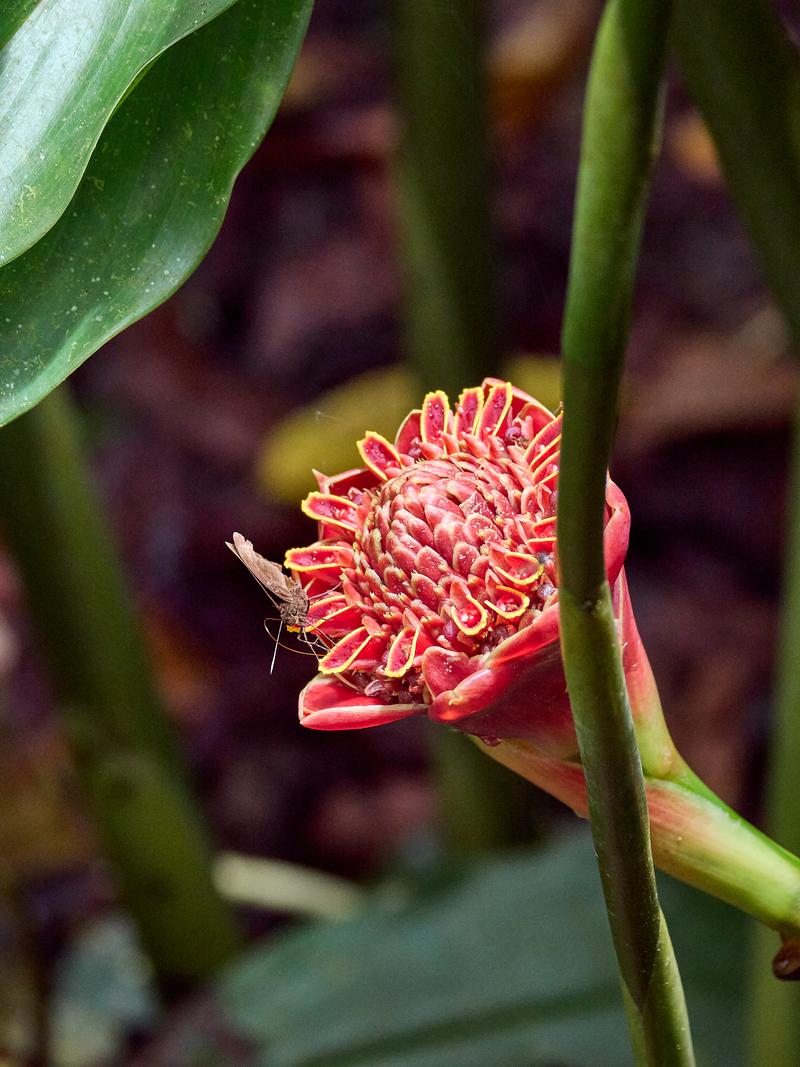 Etlingera, Kinabatangan river and Sukau Rainforest Lodge, Sabah, Malaysia