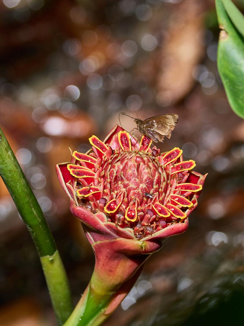 Etlingera, Kinabatangan river and Sukau Rainforest Lodge, Sabah, Malaysia