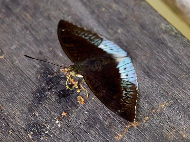 Euthalia phemius or white-edged Blue Baron, Kinabatangan river and Sukau Rainforest Lodge, Sabah, Malaysia