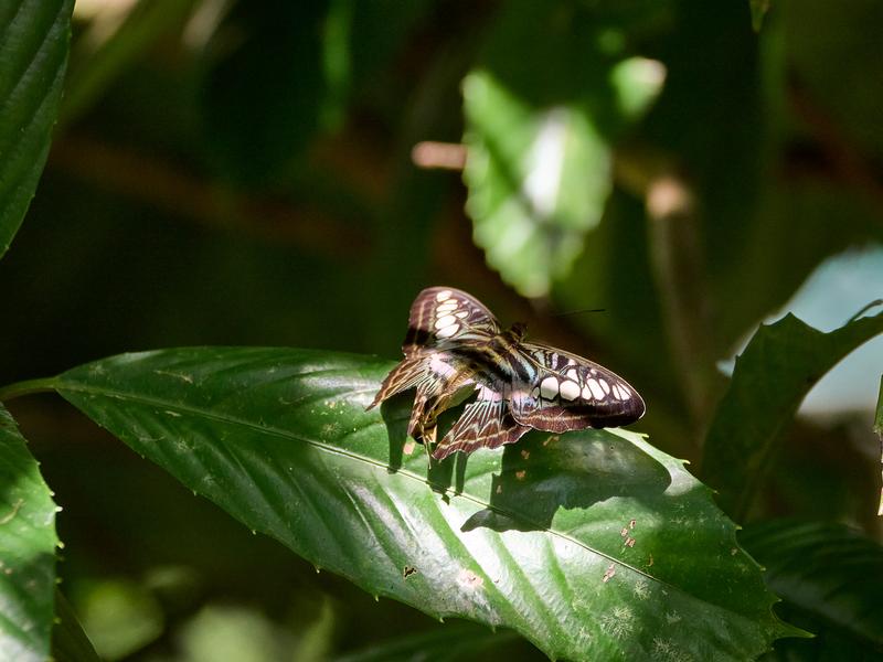 Parthenos sylvia, Kinabatangan river and Sukau Rainforest Lodge, Sabah, Malaysia