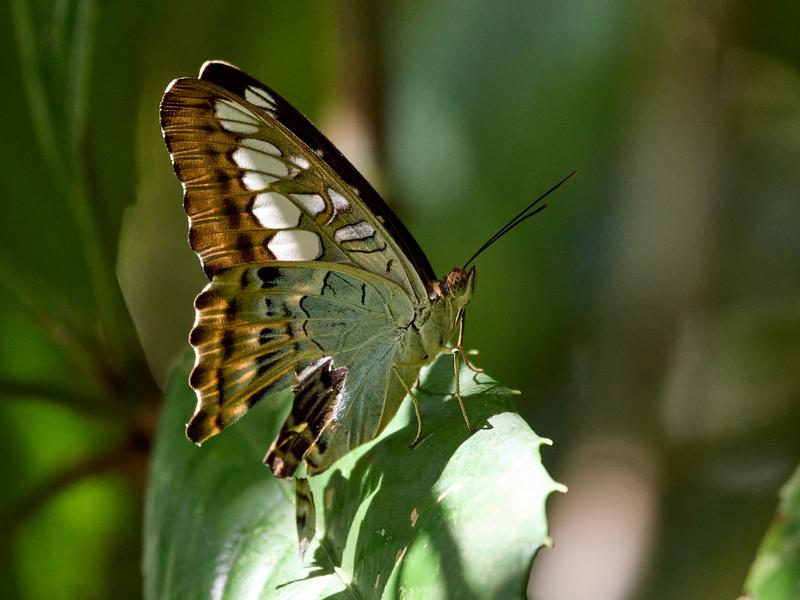 Parthenos sylvia, Kinabatangan river and Sukau Rainforest Lodge, Sabah, Malaysia