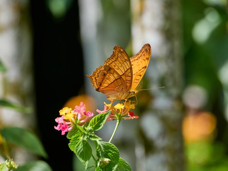 Vindula dejone, Kinabatangan river and Sukau Rainforest Lodge, Sabah, Malaysia