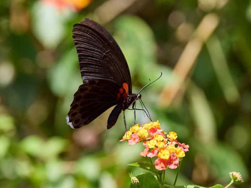 Papilio rumanzovia, Kinabatangan river and Sukau Rainforest Lodge, Sabah, Malaysia