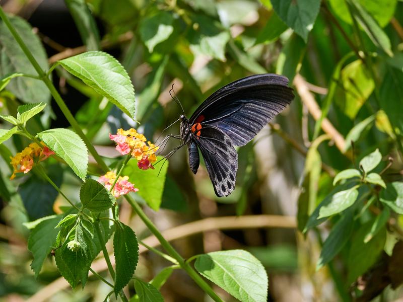 Papilio rumanzovia, Kinabatangan river and Sukau Rainforest Lodge, Sabah, Malaysia