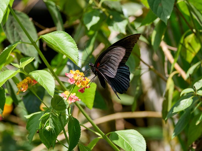 Papilio rumanzovia, Kinabatangan river and Sukau Rainforest Lodge, Sabah, Malaysia
