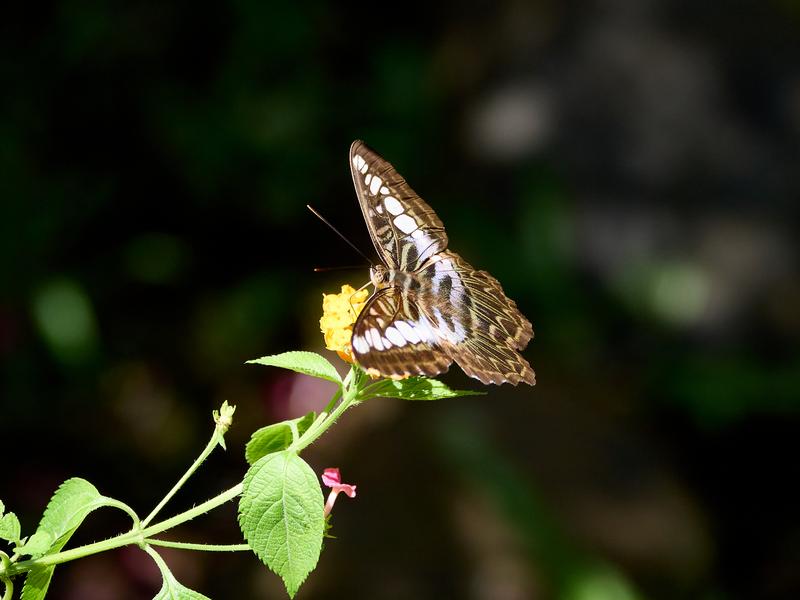 Parthenos Sylvia, Kinabatangan river and Sukau Rainforest Lodge, Sabah, Malaysia