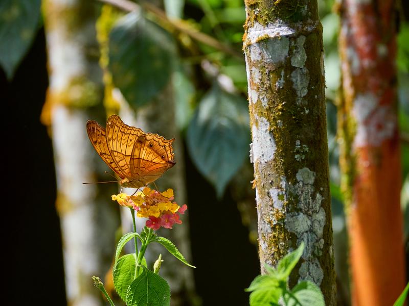 Vindula dejone, Kinabatangan river and Sukau Rainforest Lodge, Sabah, Malaysia