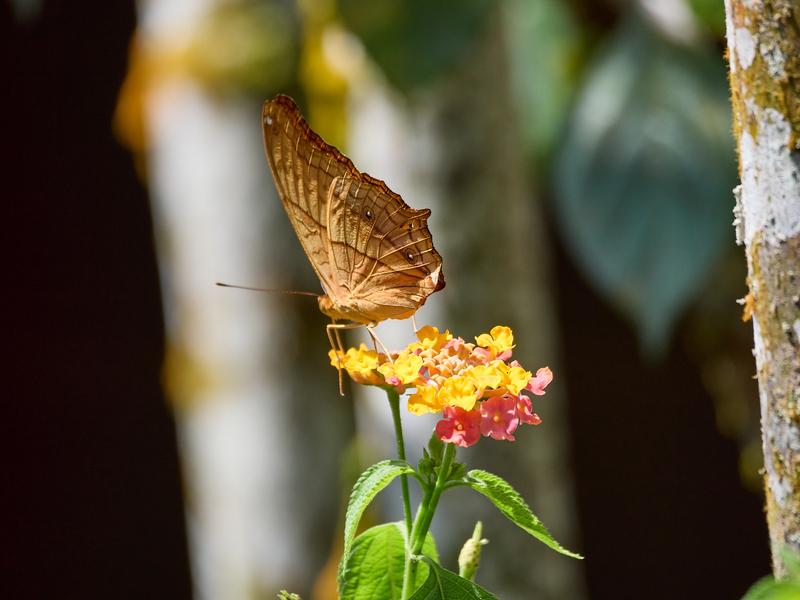 Vindula dejone, Kinabatangan river and Sukau Rainforest Lodge, Sabah, Malaysia