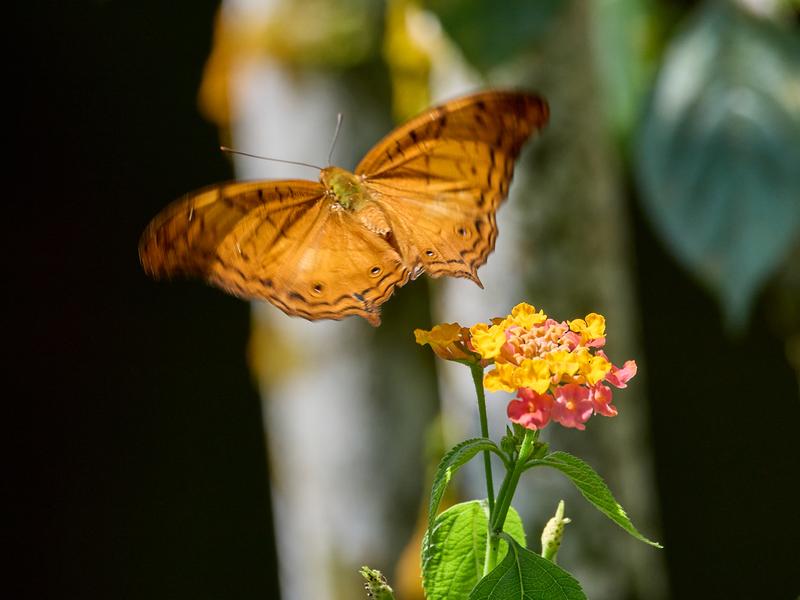 Vindula dejone, Kinabatangan river and Sukau Rainforest Lodge, Sabah, Malaysia