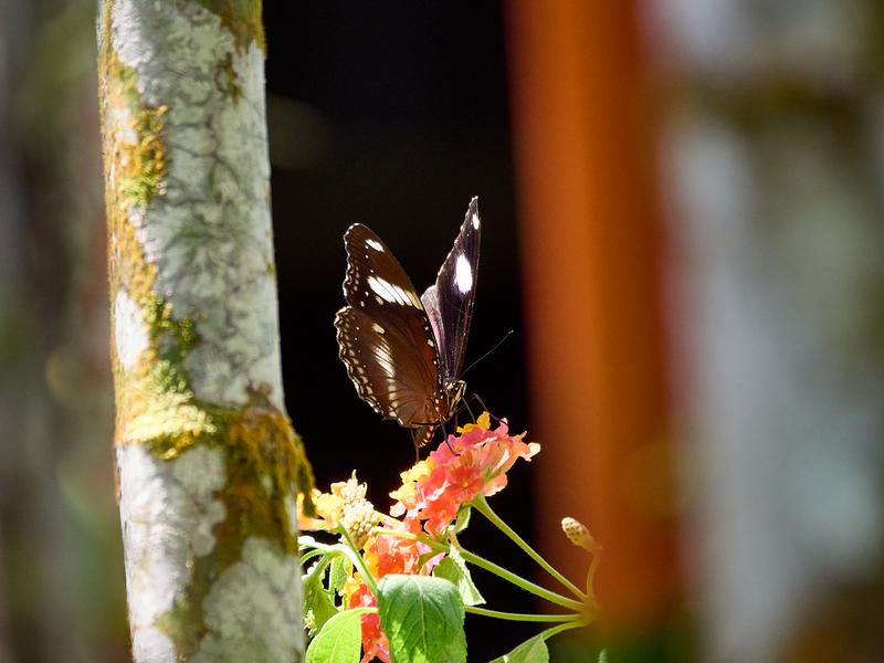Euploea radamanthus, Kinabatangan river and Sukau Rainforest Lodge, Sabah, Malaysia