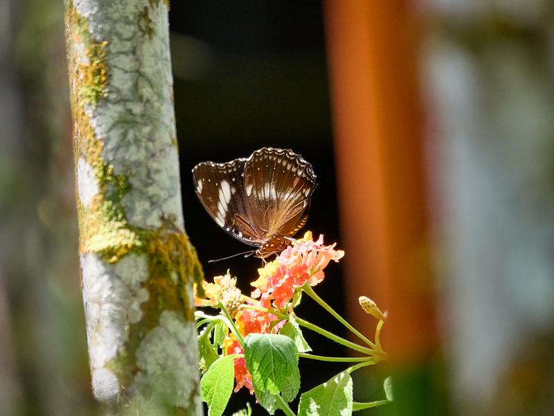 Euploea radamanthus, Kinabatangan river and Sukau Rainforest Lodge, Sabah, Malaysia