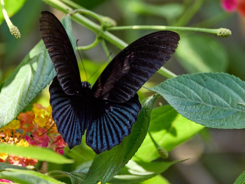 Papilio rumanzovia, Kinabatangan river and Sukau Rainforest Lodge, Sabah, Malaysia