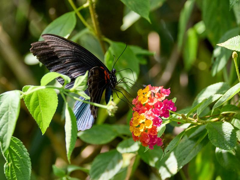 Papilio rumanzovia, Kinabatangan river and Sukau Rainforest Lodge, Sabah, Malaysia