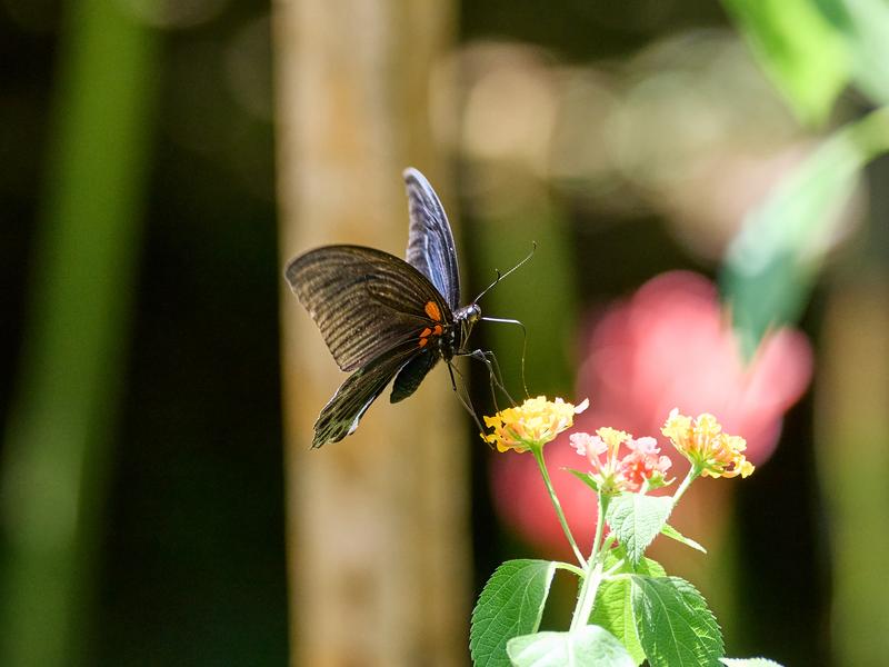 Papilio rumanzovia, Kinabatangan river and Sukau Rainforest Lodge, Sabah, Malaysia