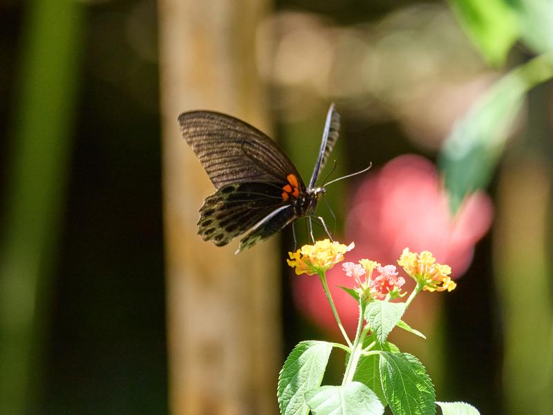 Papilio rumanzovia, Kinabatangan river and Sukau Rainforest Lodge, Sabah, Malaysia
