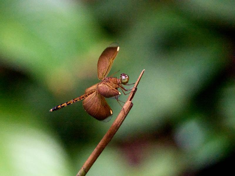 Grasshawk dragonfly, Kinabatangan river and Sukau Rainforest Lodge, Sabah, Malaysia