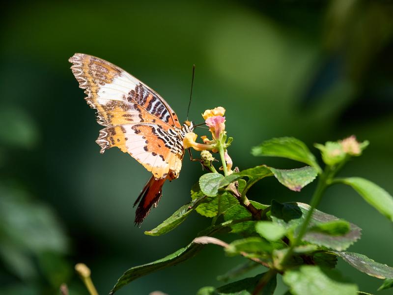 Cythosia hypsea, Kinabatangan river and Sukau Rainforest Lodge, Sabah, Malaysia