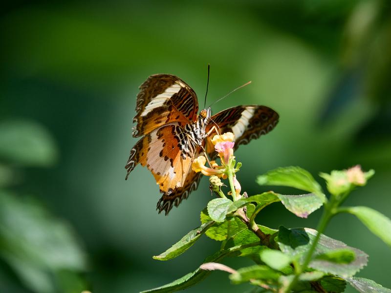 Cythosia hypsea, Kinabatangan river and Sukau Rainforest Lodge, Sabah, Malaysia