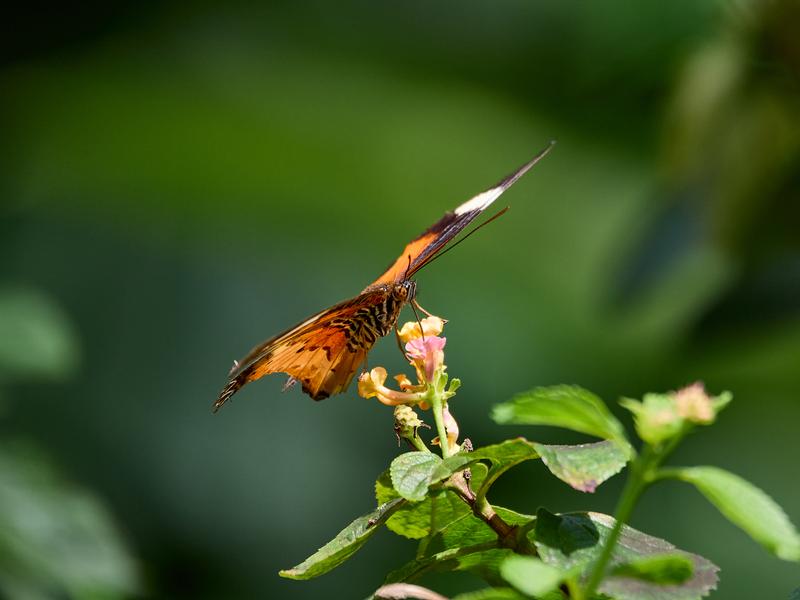 Cythosia hypsea, Kinabatangan river and Sukau Rainforest Lodge, Sabah, Malaysia
