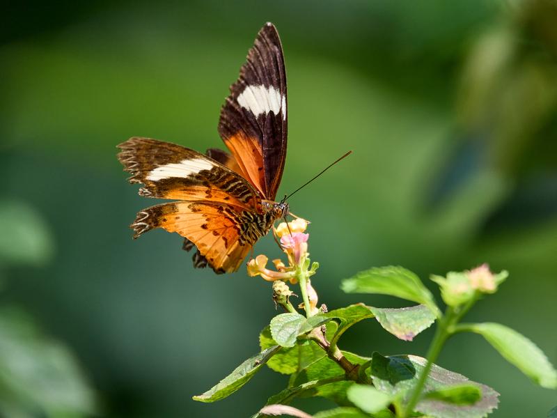 Cythosia hypsea, Kinabatangan river and Sukau Rainforest Lodge, Sabah, Malaysia