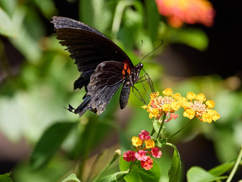 Papilio rumanzovia, Kinabatangan river and Sukau Rainforest Lodge, Sabah, Malaysia
