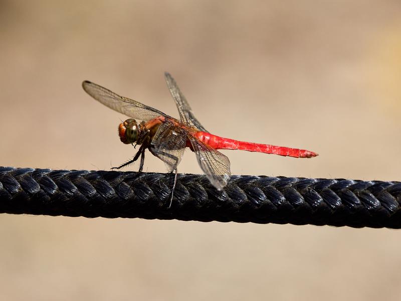 Orthetrum chrysis, Kinabatangan river and Sukau Rainforest Lodge, Sabah, Malaysia