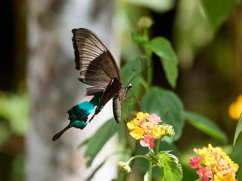Papilio buddha, Kinabatangan river and Sukau Rainforest Lodge, Sabah, Malaysia