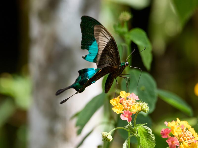 Papilio buddha, Kinabatangan river and Sukau Rainforest Lodge, Sabah, Malaysia