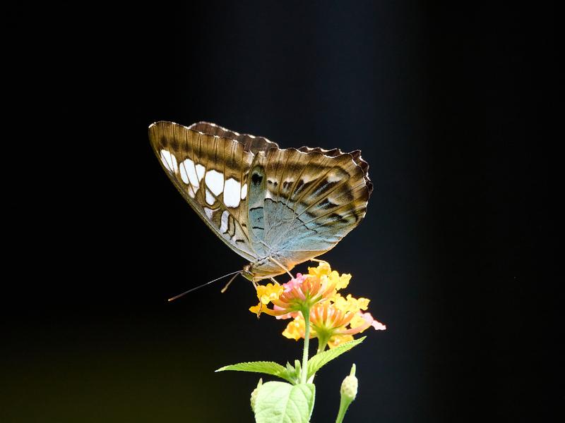 Parthenos sylvia, Kinabatangan river and Sukau Rainforest Lodge, Sabah, Malaysia