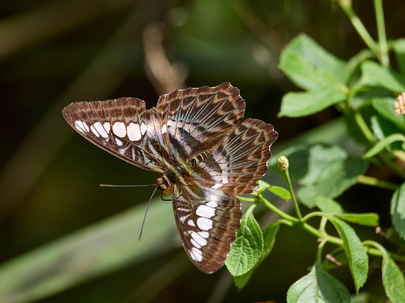 Parthenos sylvia, Kinabatangan river and Sukau Rainforest Lodge, Sabah, Malaysia