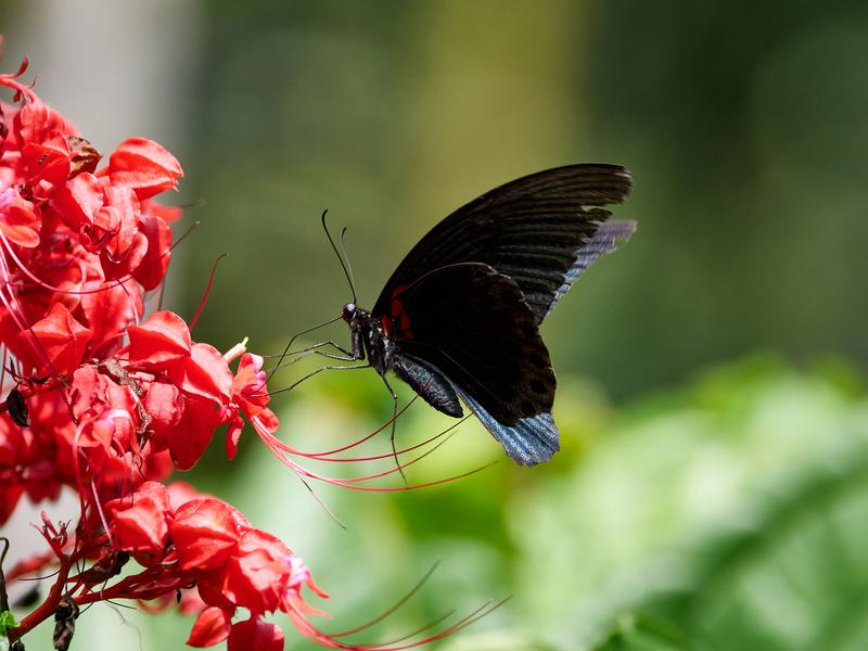 Papilio rumanzovia, Kinabatangan river and Sukau Rainforest Lodge, Sabah, Malaysia