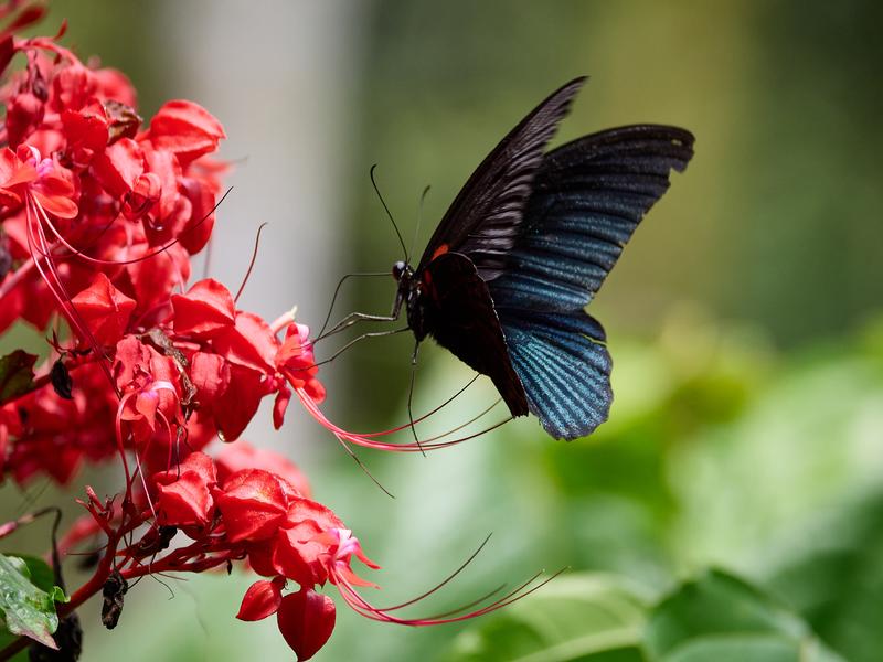 Papilio rumanzovia, Kinabatangan river and Sukau Rainforest Lodge, Sabah, Malaysia