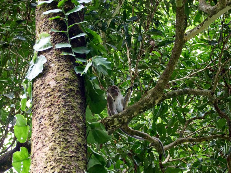 Long-tailed Macaque monkeys, Kinabatangan river, Sabah, Malaysia