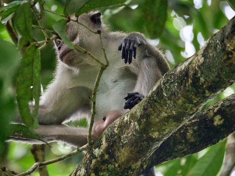 Long-tailed Macaque monkeys, Kinabatangan river, Sabah, Malaysia