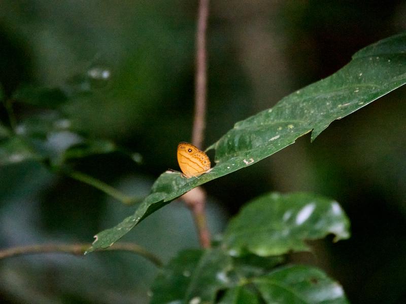 Mycalesis patiana, Kinabatangan river, Sabah, Malaysia