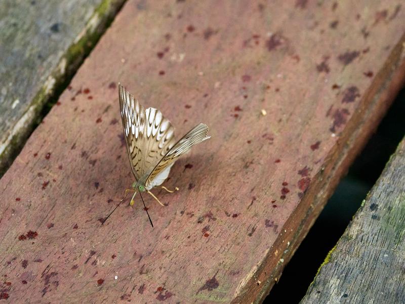 Cymothoe mabillei, Kinabatangan river, Sabah, Malaysia