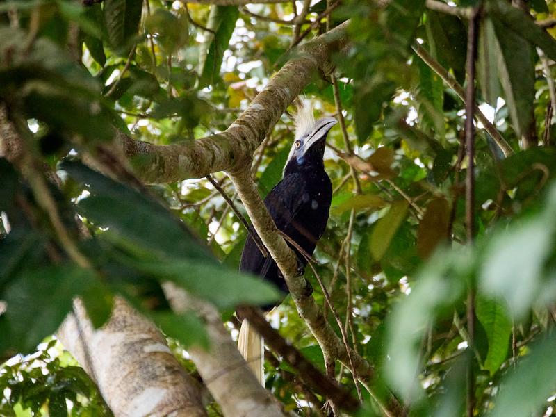 White-crowned Hornbill, Kinabatangan river, Sabah, Malaysia