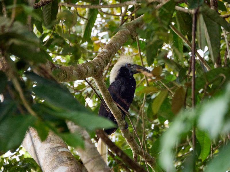 White-crowned Hornbill, Kinabatangan river, Sabah, Malaysia