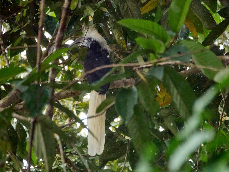 White-crowned Hornbill, Kinabatangan river, Sabah, Malaysia