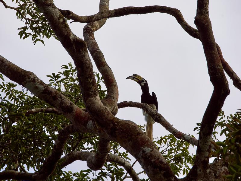 Oriental pied hornbill, Kinabatangan river, Sabah, Malaysia