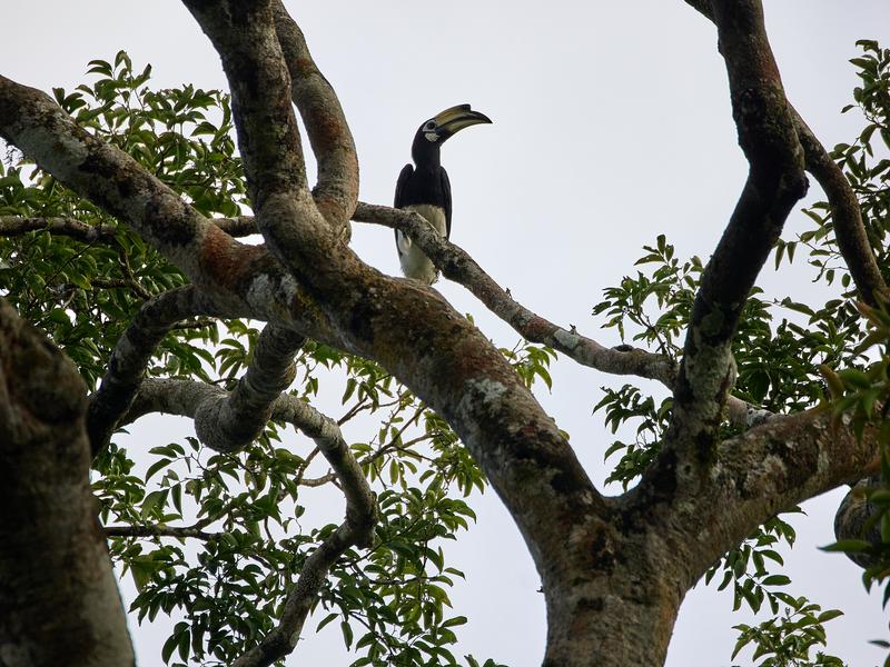 Oriental pied hornbill, Kinabatangan river, Sabah, Malaysia