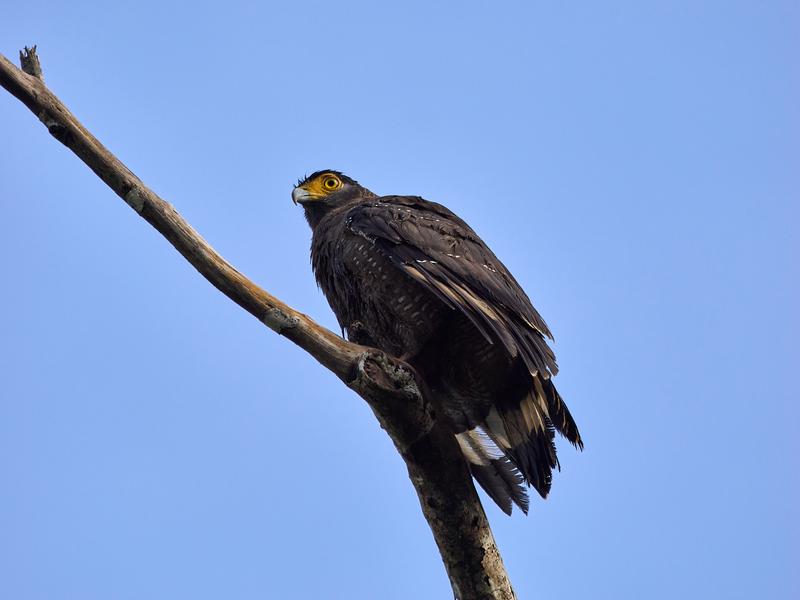Crested Serpent Eagle, Kinabatangan river, Sabah, Malaysia
