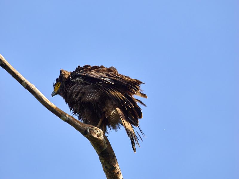Crested Serpent Eagle, Kinabatangan river, Sabah, Malaysia