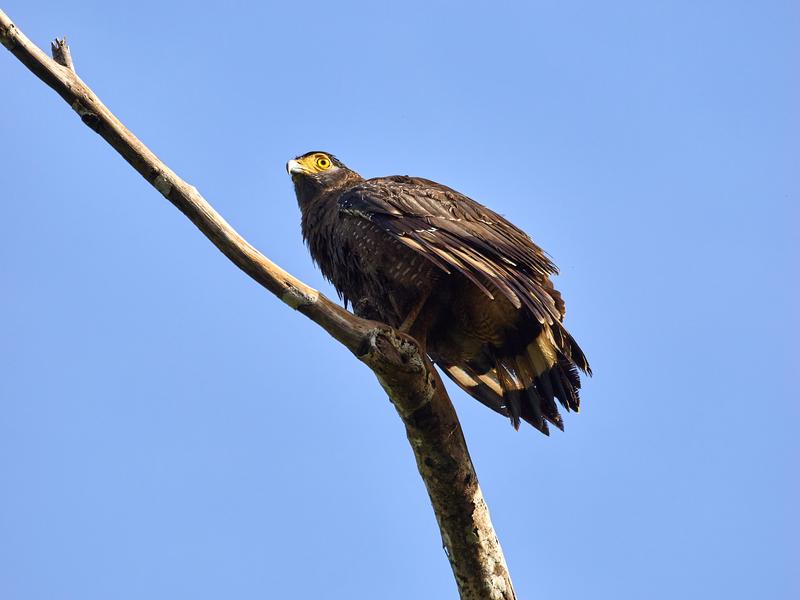 Crested Serpent Eagle, Kinabatangan river, Sabah, Malaysia