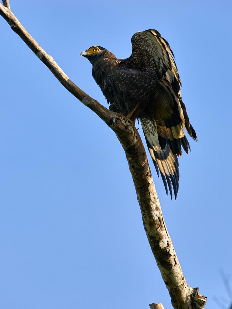 Crested Serpent Eagle, Kinabatangan river, Sabah, Malaysia