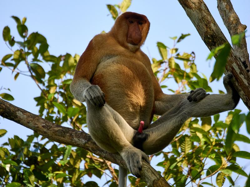 Male Proboscis Monkey, Kinabatangan river, Sabah, Malaysia