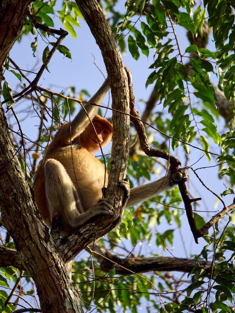 Female Proboscis Monkey, Kinabatangan river, Sabah, Malaysia