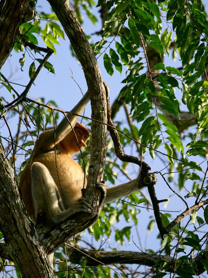 Female Proboscis Monkey, Kinabatangan river, Sabah, Malaysia